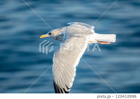 海の上を気持ちよさそうに飛ぶウミネコ 120418996