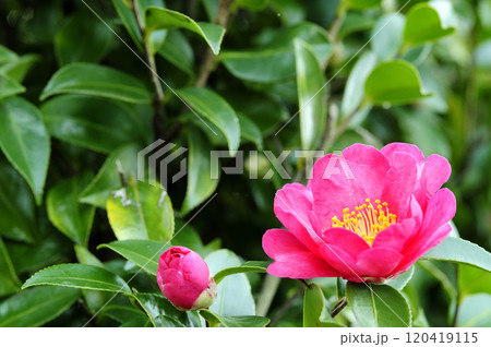 近所で見た山茶花 近所で見た山茶花 120419115