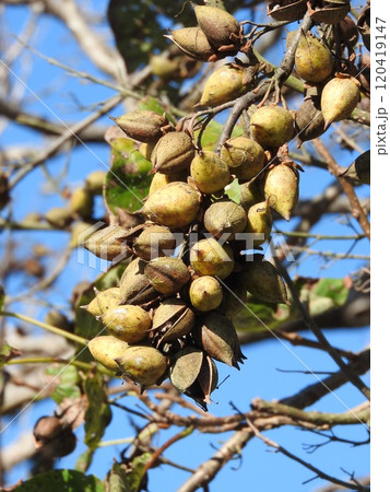 房状の桐の実:殻が割れて中の種が飛び出す頃 房状の桐の実:殻が割れて中の種が飛び出す頃 120419147