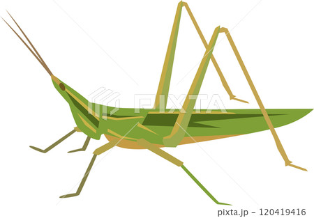 ショウリョウバッタのイメージイラスト 120419416