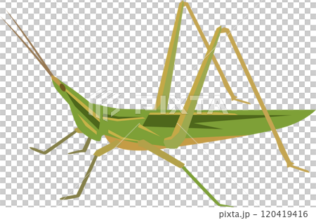 ショウリョウバッタのイメージイラスト 120419416