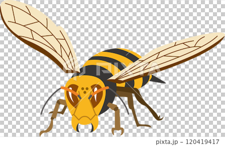 スズメバチのイメージイラスト スズメバチのイメージイラスト 120419417
