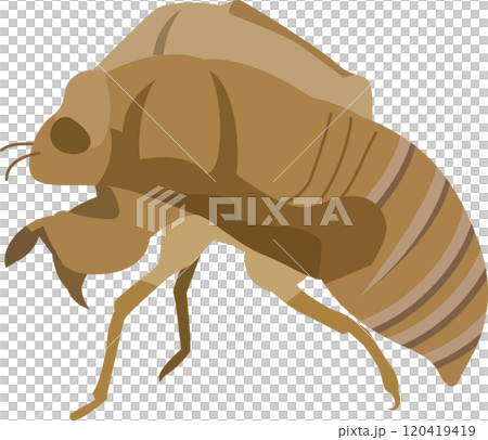 Illustration of a cicada shell 120419419
