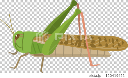 Image illustration of a migratory locust 120419421