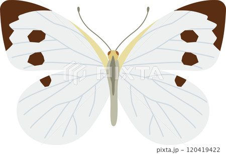 羽を広げたモンシロチョウのイメージイラスト 羽を広げたモンシロチョウのイメージイラスト 120419422