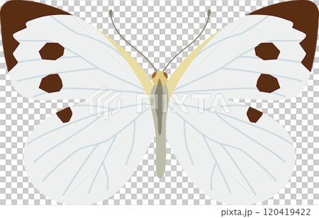 羽を広げたモンシロチョウのイメージイラスト 羽を広げたモンシロチョウのイメージイラスト 120419422