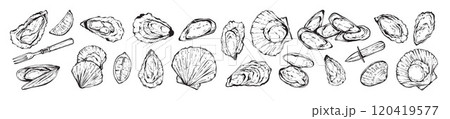 Oyster shell doodle set, ink hand drawn delicious seafood vector illustration, mussel vintage sign.  120419577