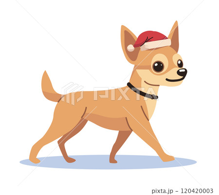 Chihuahua wearing Santa hat festive theme cute dog walking on white background holiday design Chihuahua wearing Santa hat festive theme cute dog walking on white background holiday design 120420003
