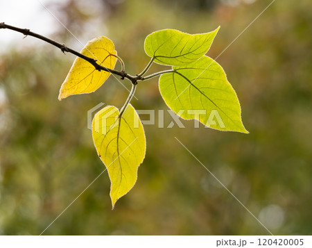 梶の木の黄金葉 120420005