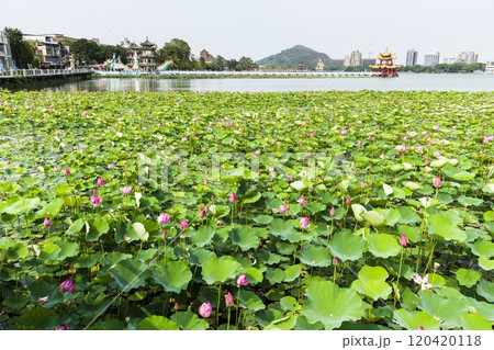 View of the lotus in bloom at the Lotus Pond(Lianchihtan) in Kaohsiung, Taiwan. it is an artificial lake and a popular tourist destination. 120420118
