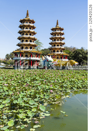 View of the lotus in bloom at the Dragon and Tiger Pagoda in Lotus Pond, Kaohsiung, Taiwan. View of the lotus in bloom at the Dragon and Tiger Pagoda in Lotus Pond, Kaohsiung, Taiwan. 120420126