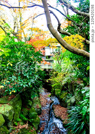 【神奈川】秋の鎌倉明月院　茶々橋から望む紅葉と小川 120420198