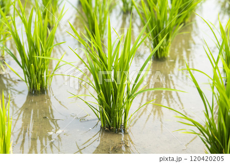 Close-up of rice seedlings growing in the fields of Taiwan. Close-up of rice seedlings growing in the fields of Taiwan. 120420205