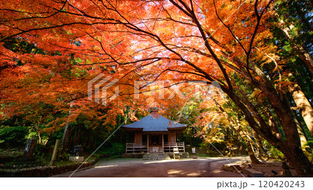 世界遺産中尊寺　秋色に染まる経蔵の朝　岩手県 120420243