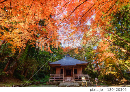 世界遺産中尊寺　秋色に染まる経蔵の朝　岩手県 120420303