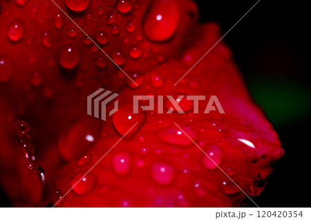 バラの花 120420354
