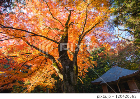 世界遺産中尊寺の朝 経蔵と紅葉するモミジ 岩手県 世界遺産中尊寺の朝 経蔵と紅葉するモミジ 岩手県 120420365