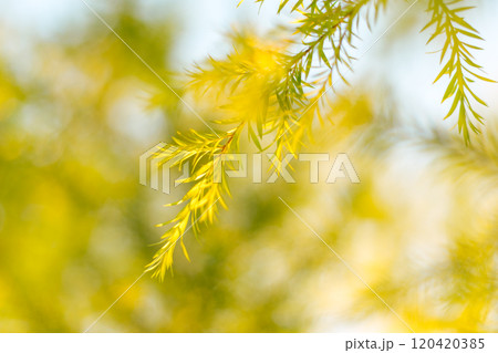 Close up Melaleuca bracteata tree Close up Melaleuca bracteata tree 120420385