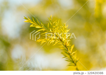 Close up Melaleuca bracteata tree 120420386