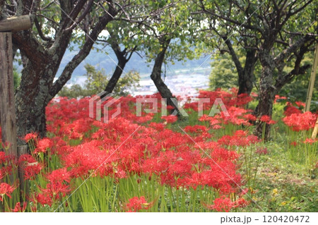 茂木城 茂木城 120420472