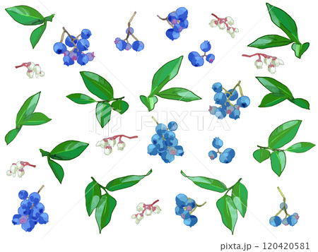 ブルーベリーと花と実 ブルーベリーと花と実 120420581