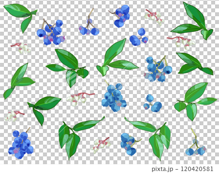 ブルーベリーと花と実 ブルーベリーと花と実 120420581