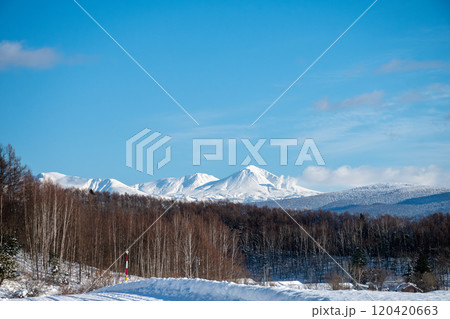 冬の晴れた日の雑木林と雪山 大雪山 冬の晴れた日の雑木林と雪山 大雪山 120420663