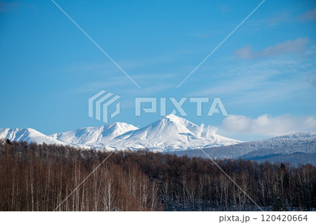 冬の晴れた日の雑木林と雪山　大雪山 120420664