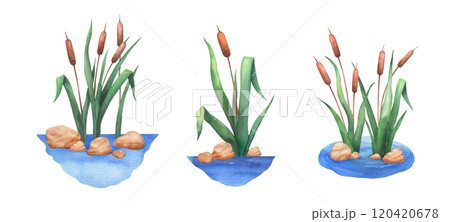 Watercolor reed and stones in water, wetland cattail, lake grass, hand drawn isolated illustrations set 120420678