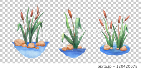Watercolor reed and stones in water, wetland cattail, lake grass, hand drawn isolated illustrations set 120420678