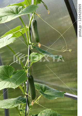 Large elongated smooth cucumbers with tendrils against the background of glass in a greenhouse Large elongated smooth cucumbers with tendrils against the background of glass in a greenhouse 120420909