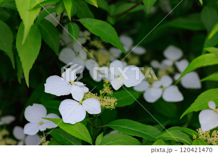 梅雨に咲きほこる万葉の花 アジサイ 梅雨に咲きほこる万葉の花 アジサイ 120421470