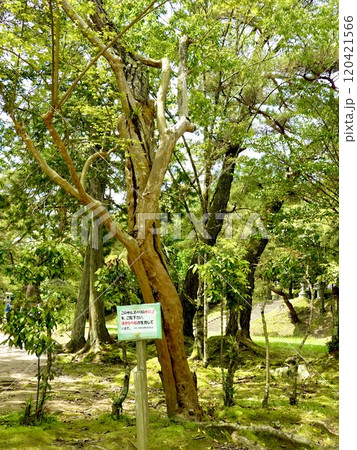 日本の歴史公園100選・香山公園のサルスベリの木の幹の途中から松が生えている風景　山口県山口市 120421566