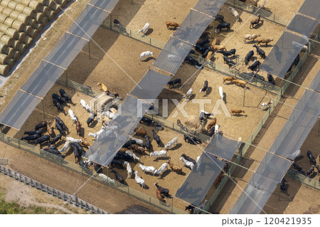 Large stockyard with meat cows. Feeding of cattle on farm feedlot in countryside area Large stockyard with meat cows. Feeding of cattle on farm feedlot in countryside area 120421935