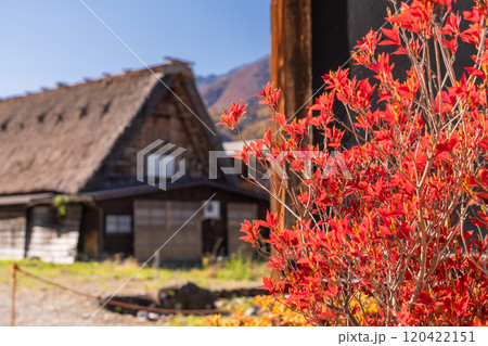 《岐阜県》秋の白川郷・紅葉の合掌造り集落 120422151