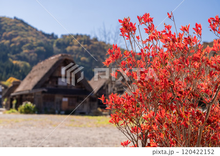 《岐阜県》秋の白川郷・紅葉の合掌造り集落 120422152