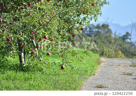 りんごの木と農道 120422250
