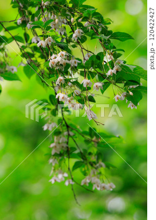 白い花を沢山咲かせて綺麗だが、果実を口に含むと刺激して「えぐい」ことからエゴノキと呼ばれる落葉高木 120422427