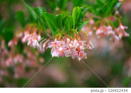 白い花を沢山咲かせて綺麗だが、果実を口に含むと刺激して「えぐい」ことからエゴノキと呼ばれる落葉高木 120422434