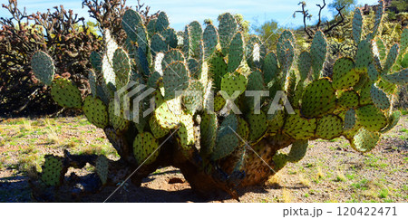 Prickly Pear Cactus Sonora Desert Arizona Prickly Pear Cactus Sonora Desert Arizona 120422471