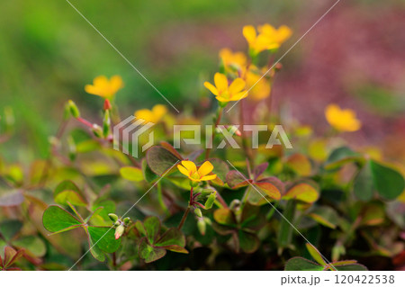 幸運の四つ葉のクローバーと間違われる　カタバミ 120422538