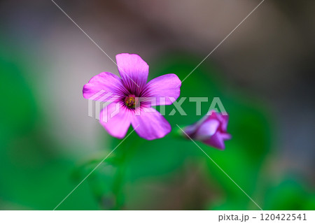 幸運の四つ葉のクローバーと間違われる　カタバミ 120422541