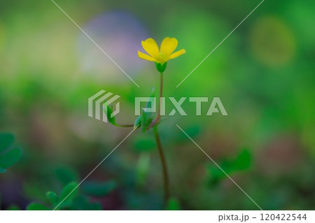 幸運の四つ葉のクローバーと間違われる　カタバミ 120422544