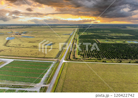 Farm fields in Florida. Agricultural cultivated field in summer season with growing green crops. Farming and agriculture industry in USA 120422742