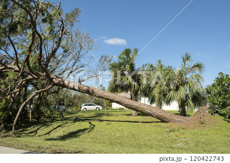Fallen down tree after hurricane in Florida. Consequences of natural disaster Fallen down tree after hurricane in Florida. Consequences of natural disaster 120422743