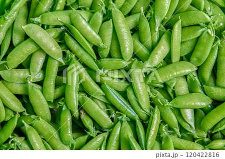 Picked sweet garden pea pods, plant texture for background. Picked sweet garden pea pods, plant texture for background. 120422816
