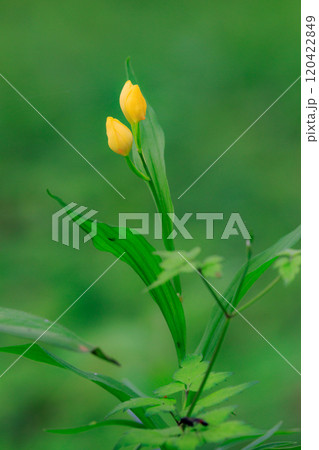 山や丘陵の林の中に生える地上性の黄色や白いラン キンラン ギンラン 山や丘陵の林の中に生える地上性の黄色や白いラン キンラン ギンラン 120422849