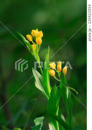 山や丘陵の林の中に生える地上性の黄色や白いラン　キンラン　ギンラン 120422854