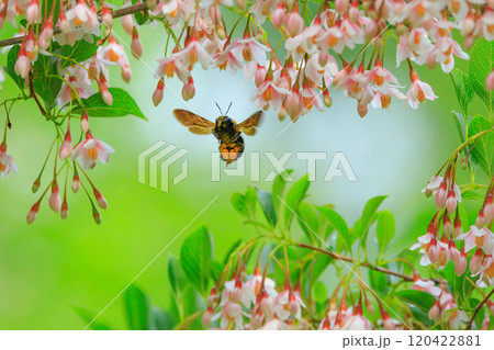 体と羽音が大きいことから凶暴と誤解されるが意外と温厚な蜂クマバチ 体と羽音が大きいことから凶暴と誤解されるが意外と温厚な蜂クマバチ 120422881