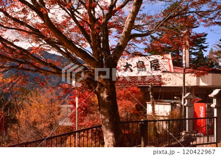 紅葉に染まるレトロな大島屋 紅葉に染まるレトロな大島屋 120422967